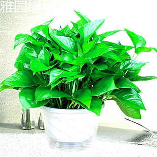 绿萝济南同城净化空气办公室桌面小绿植满120元 免费送货