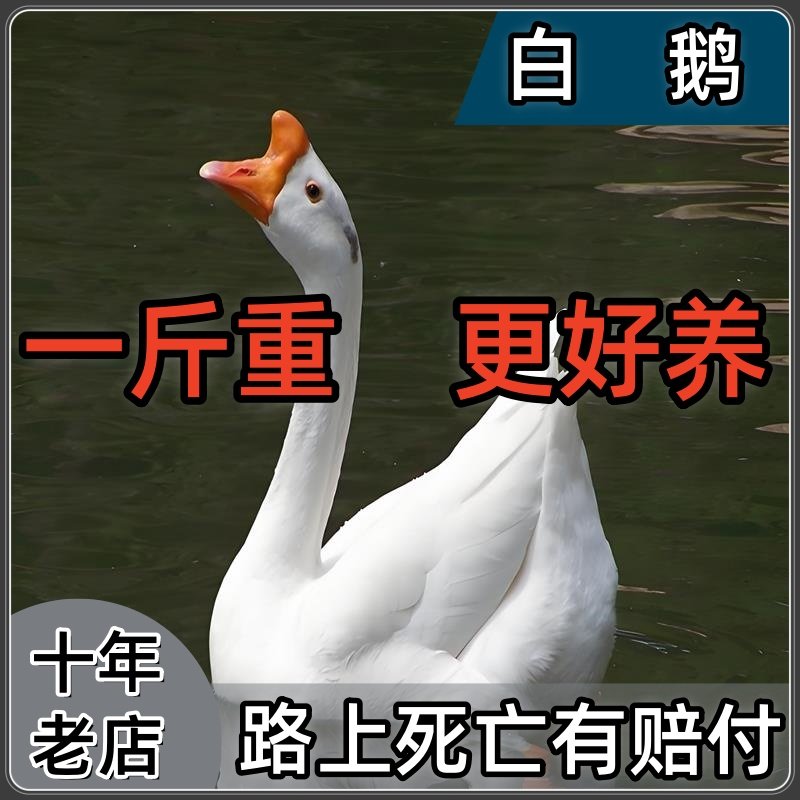 纯种一斤小鹅活苗大种白鹅苗皖西鹅四季鹅三花鹅高产蛋鹅苗活体 - 实物图