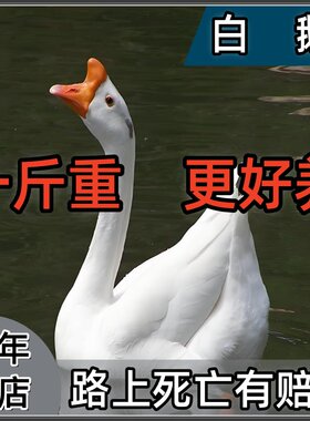 正宗成年纯种正宗白鹅苗