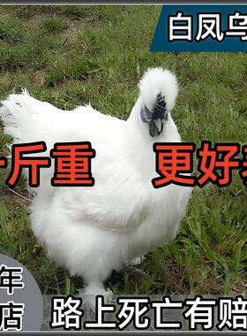 纯种泰和乌鸡活苗乌骨鸡活苗脱温一斤白凤鸡乌鸡乌骨乌肉小鸡活苗