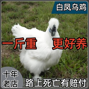 纯种泰和乌鸡活苗乌骨鸡活苗脱温一斤白凤鸡乌鸡乌骨乌肉小鸡活苗