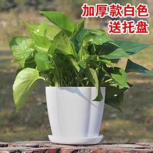 极简花盆pp树脂花瓣型花盆大口径塑料加厚多肉绿萝家用花盆带托盘