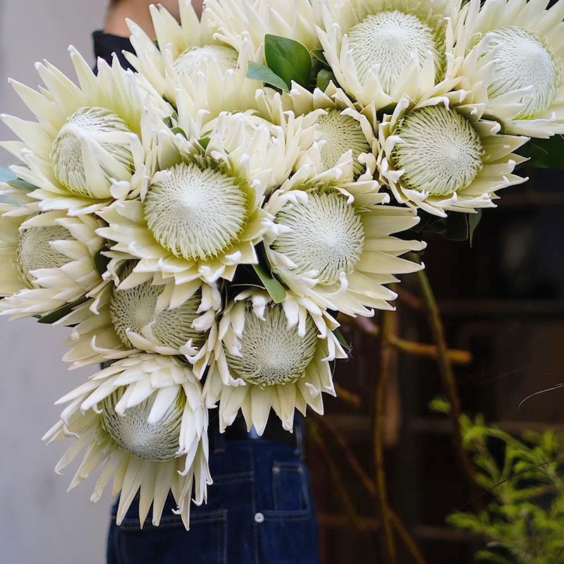 南非进口帝王花公主鲜花家庭花艺插花水养可放干花长辈生日送花