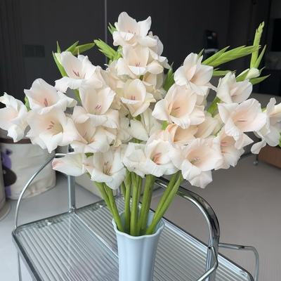 A级香槟初恋剑兰花束水培绿植室内客厅摆件插花水养花材花店花材