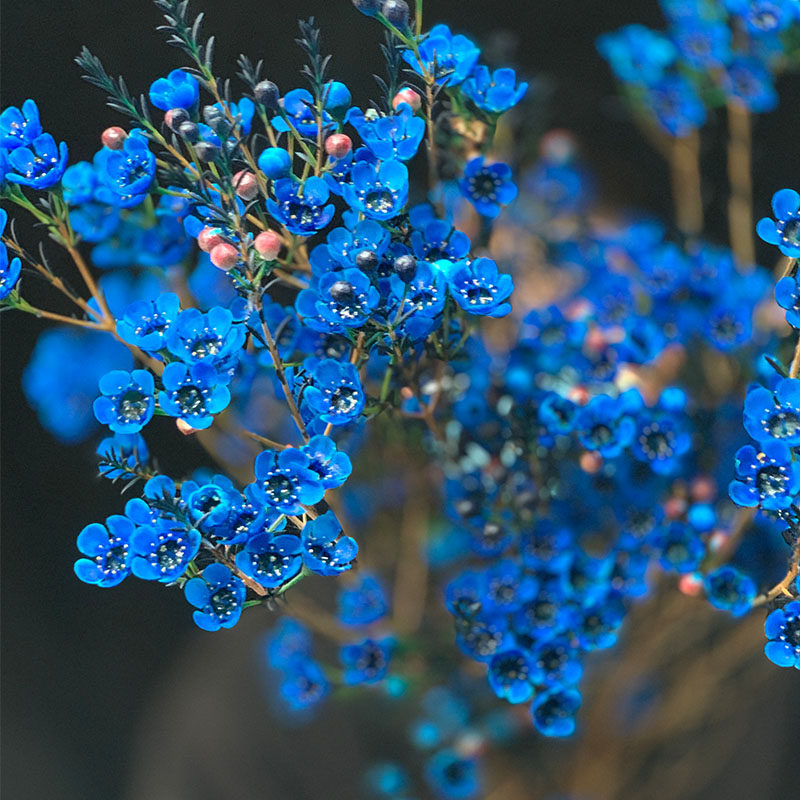 耐养冬季年宵花A级澳洲蓝色大花腊梅鲜花生日元旦圣诞节,鲜花速递/花卉仿真/绿植园艺,鲜花速递(同城),淘宝优惠券,粉丝福利购,淘宝优惠卷