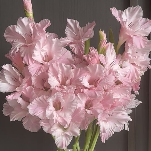 A级·粉色闪电剑兰鲜花室内水养花瓶插花鲜切花束居家瓶插顺丰