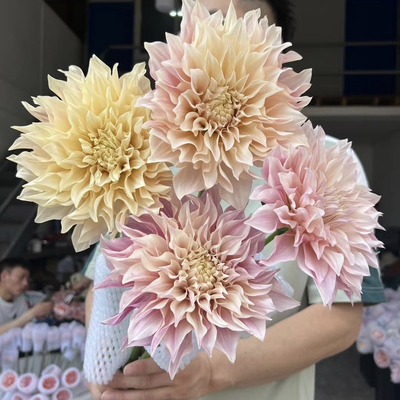 出口级•牛奶咖啡大丽花鲜切花家居送女友老师高端花瓶插花顺丰