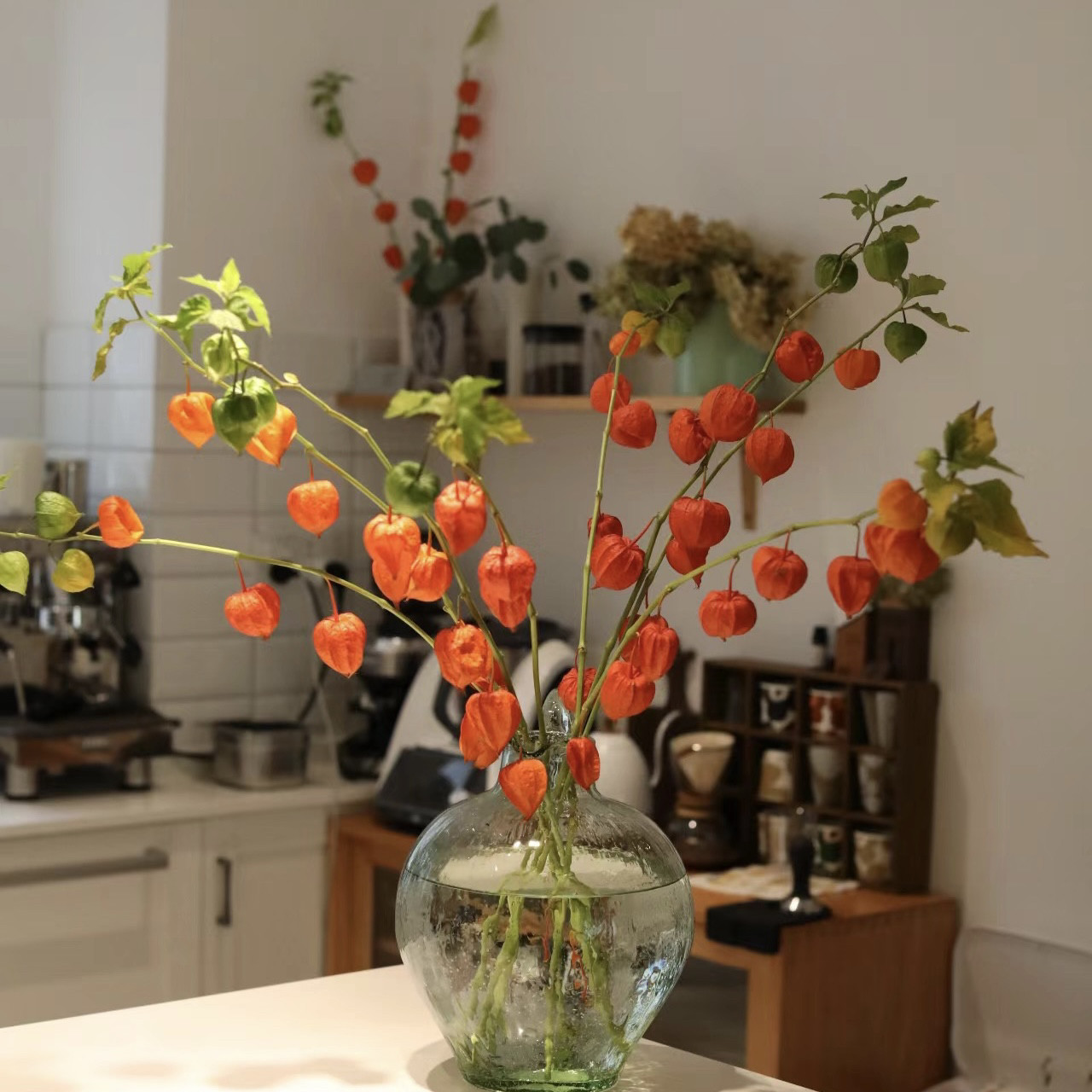 A级酸浆果鲜花灯笼果双浆果姑娘果橙色鲜花节日装饰可做干花顺丰图片