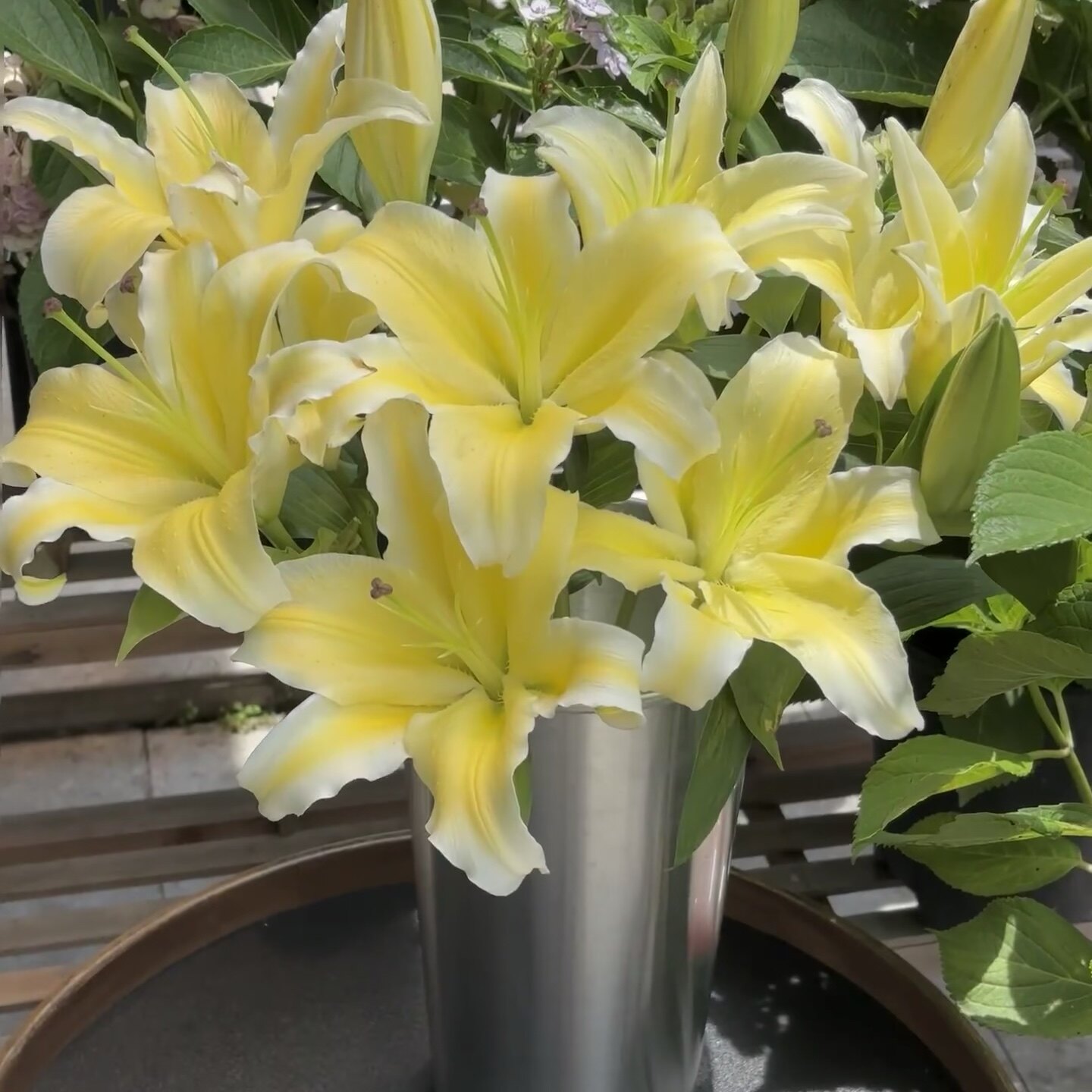奶黄泡泡香水百合花鲜切花酒店大堂办公家居装饰花材顺丰发货