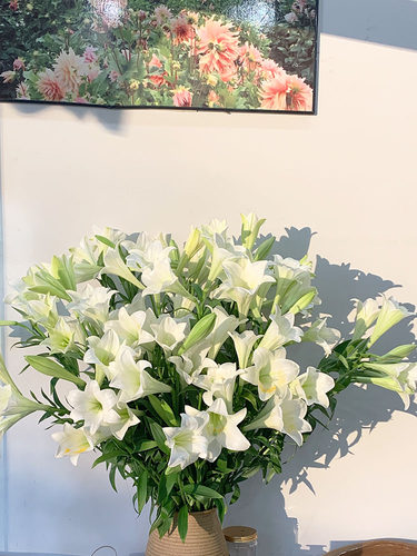 花期长推荐白铁炮百合新品