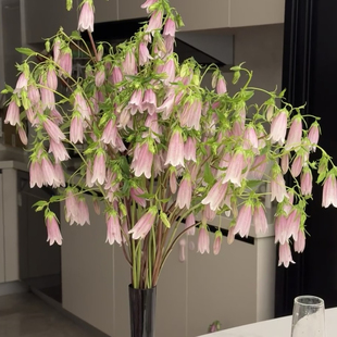 A级紫斑风铃鲜花•鲜切花室内插花水培植物桌面装饰花瓶花艺插花
