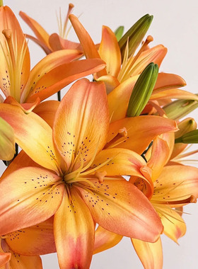 Yoyo花花世界橙色百合皇家红尘百合鲜花亚百合无香插花顺丰发货