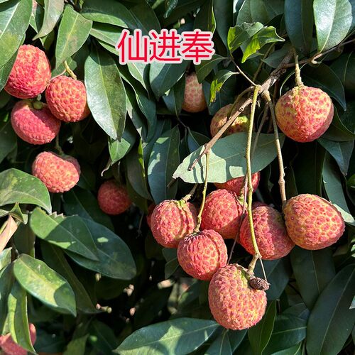 四川泸州合江荔枝新鲜水果