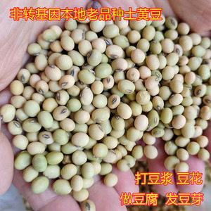 土黄豆农家自种打豆浆专用老品种