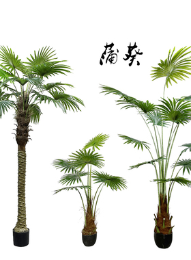 棕榈叶落地植物蒲叶针葵特丽卉