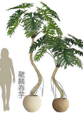 仿真龙鳞春芋大型落地仿真绿物植