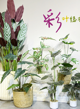 包邮特丽卉彩叶绿植桌面盆栽