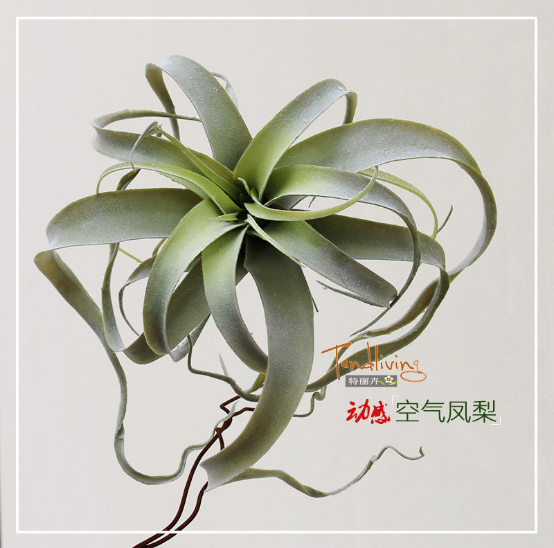 仿真空气凤梨草霜白植绒动感假肉肉质沙漠植物墙壁顶装饰花艺