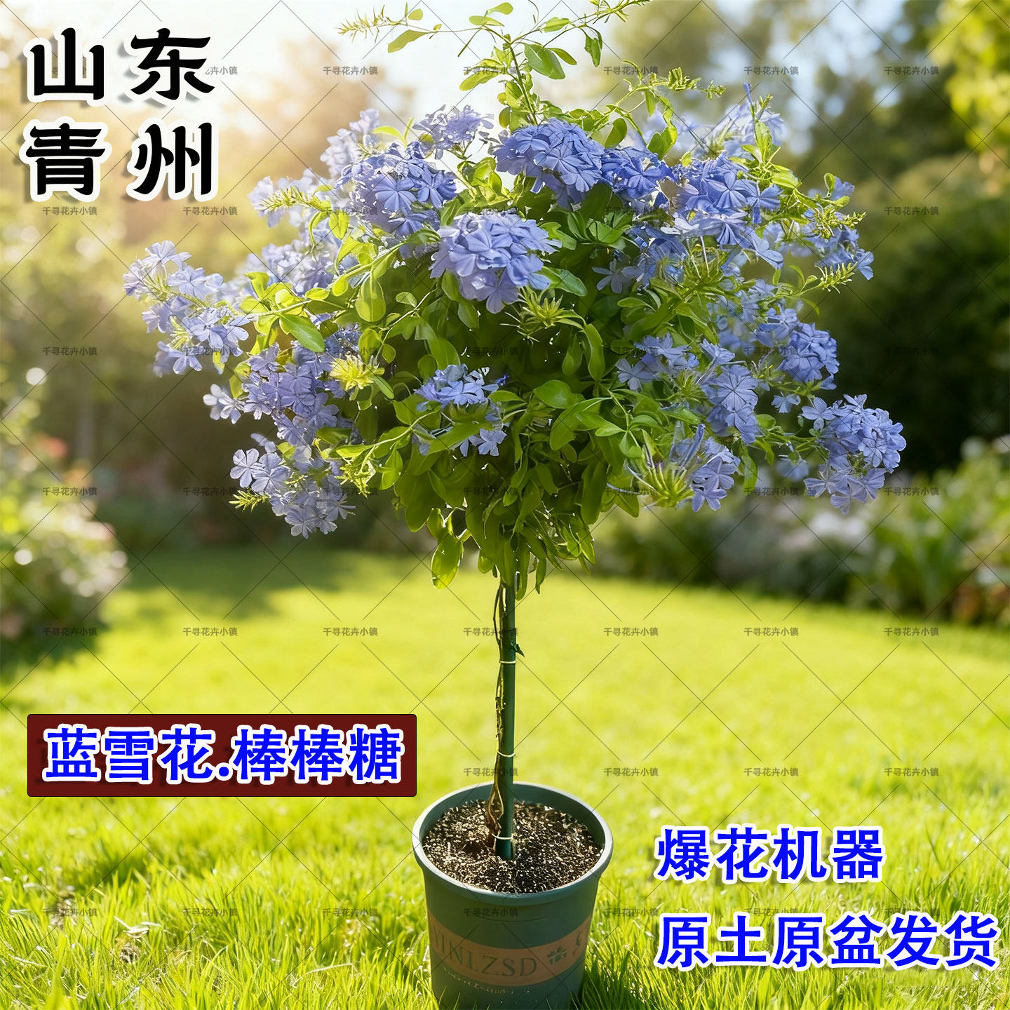 蓝雪花盆栽棒棒糖盆栽