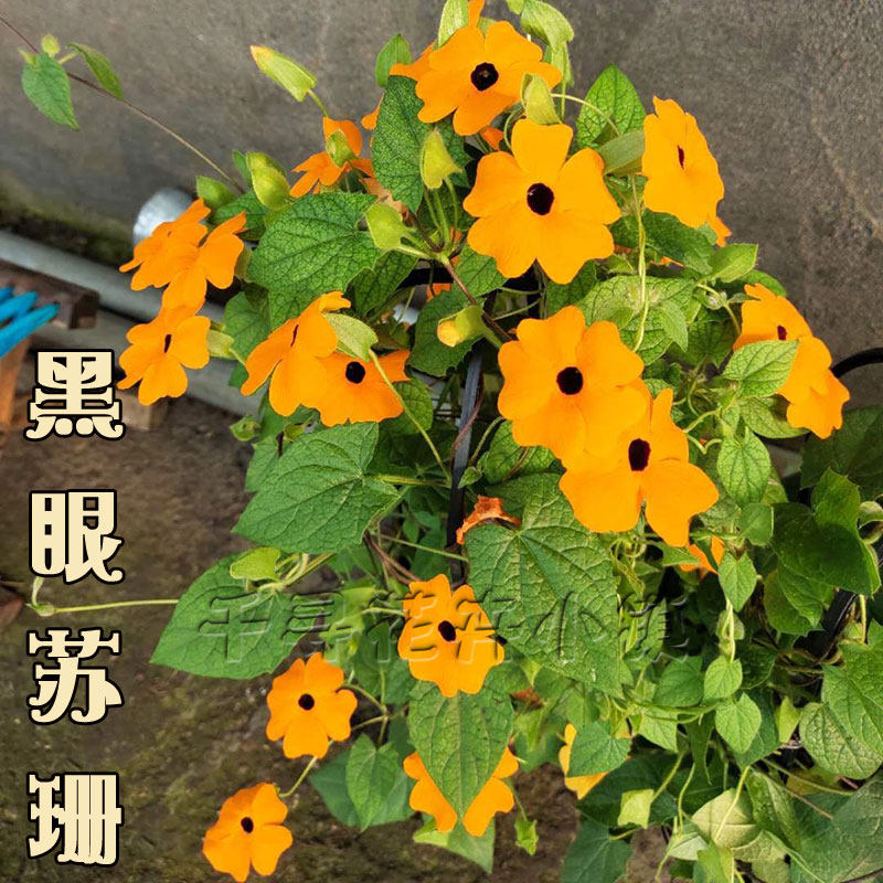 黑眼苏珊爬藤藤蔓植物观赏花卉盆栽耐热易种春秋播种
