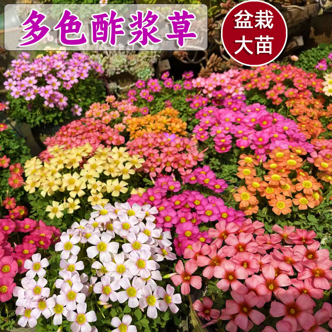 多色酢浆草盆栽多年生易爆盆