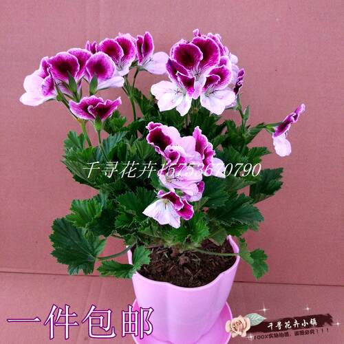 天竺葵春天花量大好养