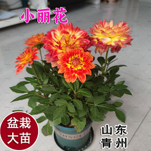 小丽花盆栽带花苞春秋开花阳台庭院好养活花卉植物小丽菊花苗