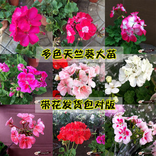 重瓣垂吊直立天竺葵多年生小天盆栽开花耐寒好养带花发货大苗
