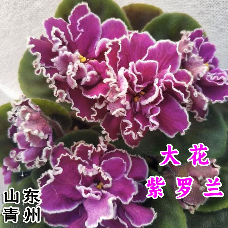 大花重瓣紫罗兰非洲堇盆栽带花发货客厅办公桌窗台书桌散射光