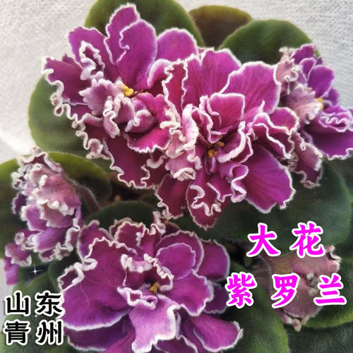 重瓣紫罗兰非洲堇盆栽带花