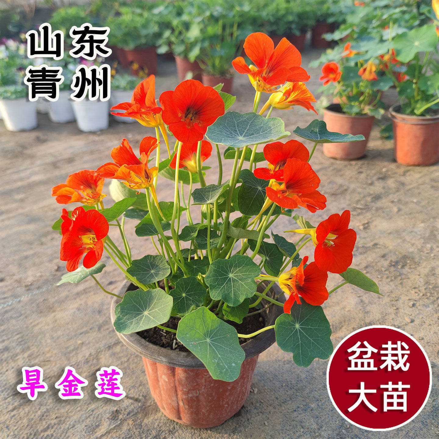 旱金莲 旱荷花 盆栽 春秋冬开花  阳台植物 多年生 容易养 庭院