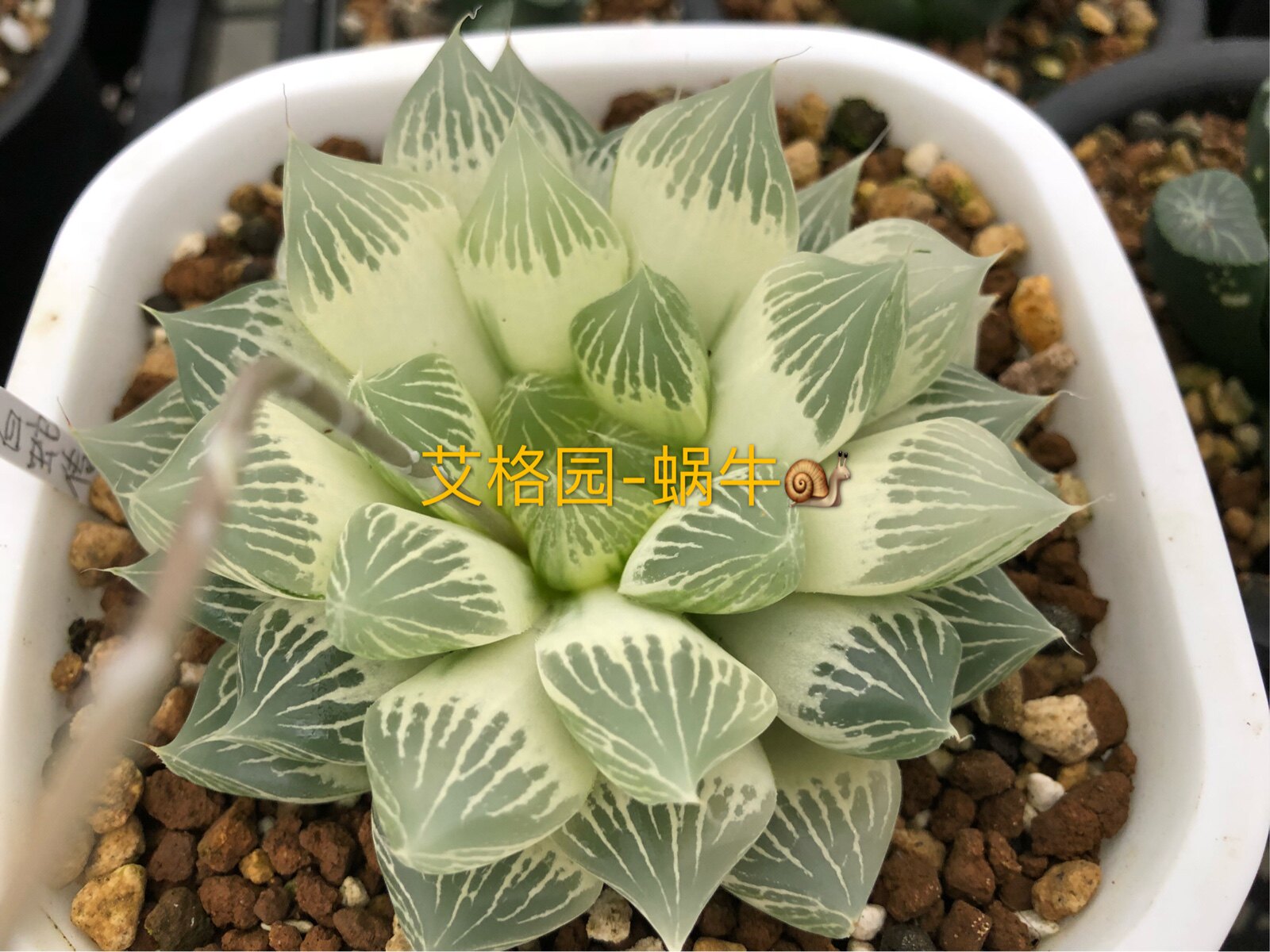 多肉植物12卷玉露锦白蛇传多肉植物底座苗