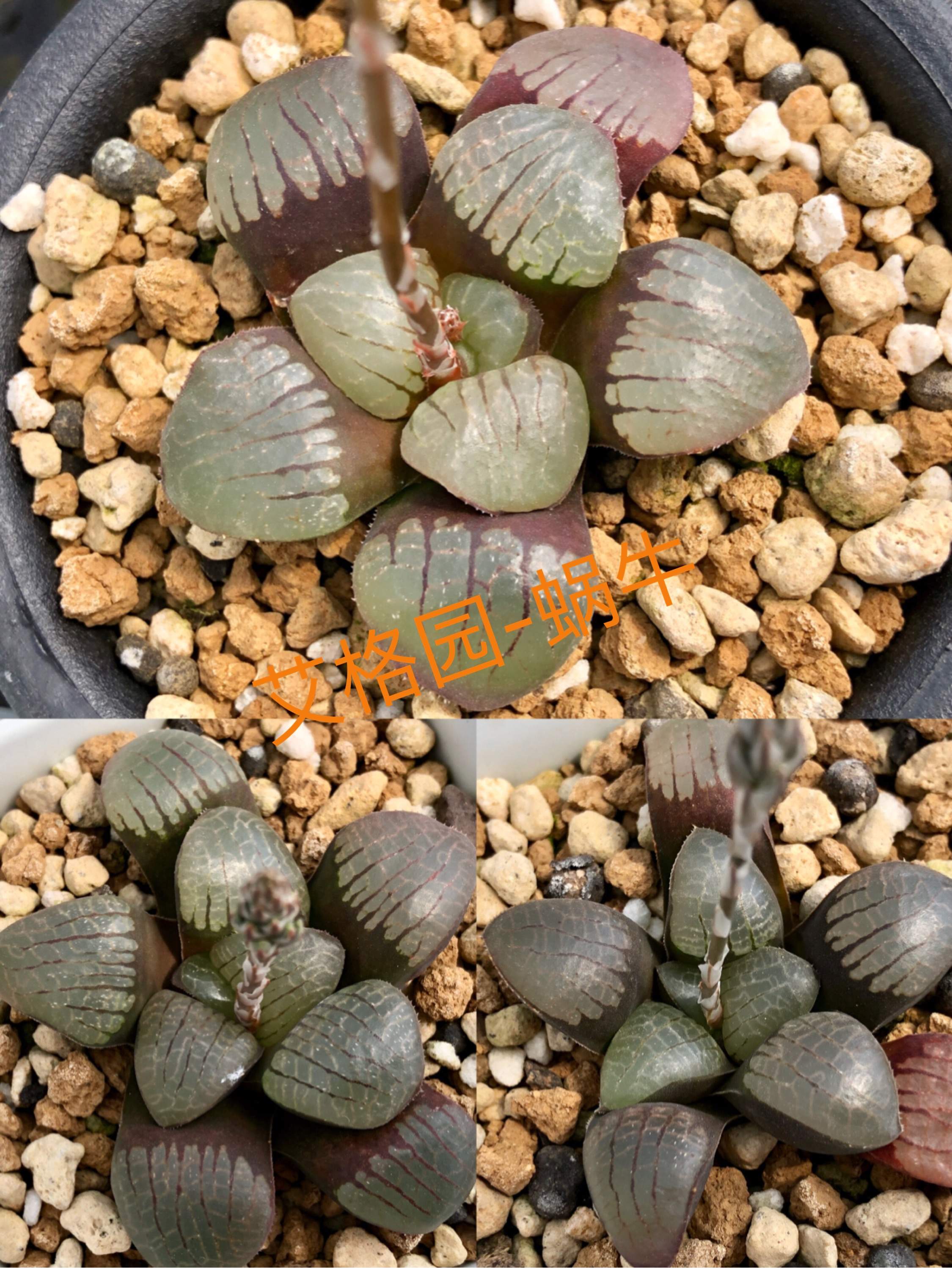 十二卷种子多肉植物