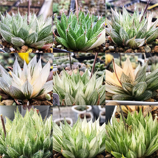 艾格园蜗牛的乐园多肉植物十二卷原始实生玉露锦种子包邮