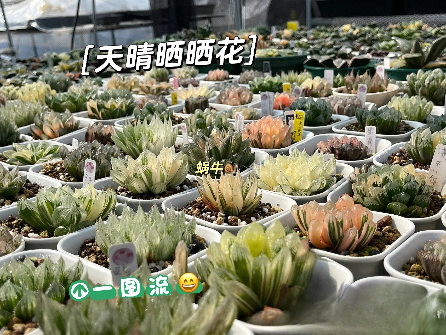 蜗牛的乐园多肉十二卷玉露锦种子千粒装