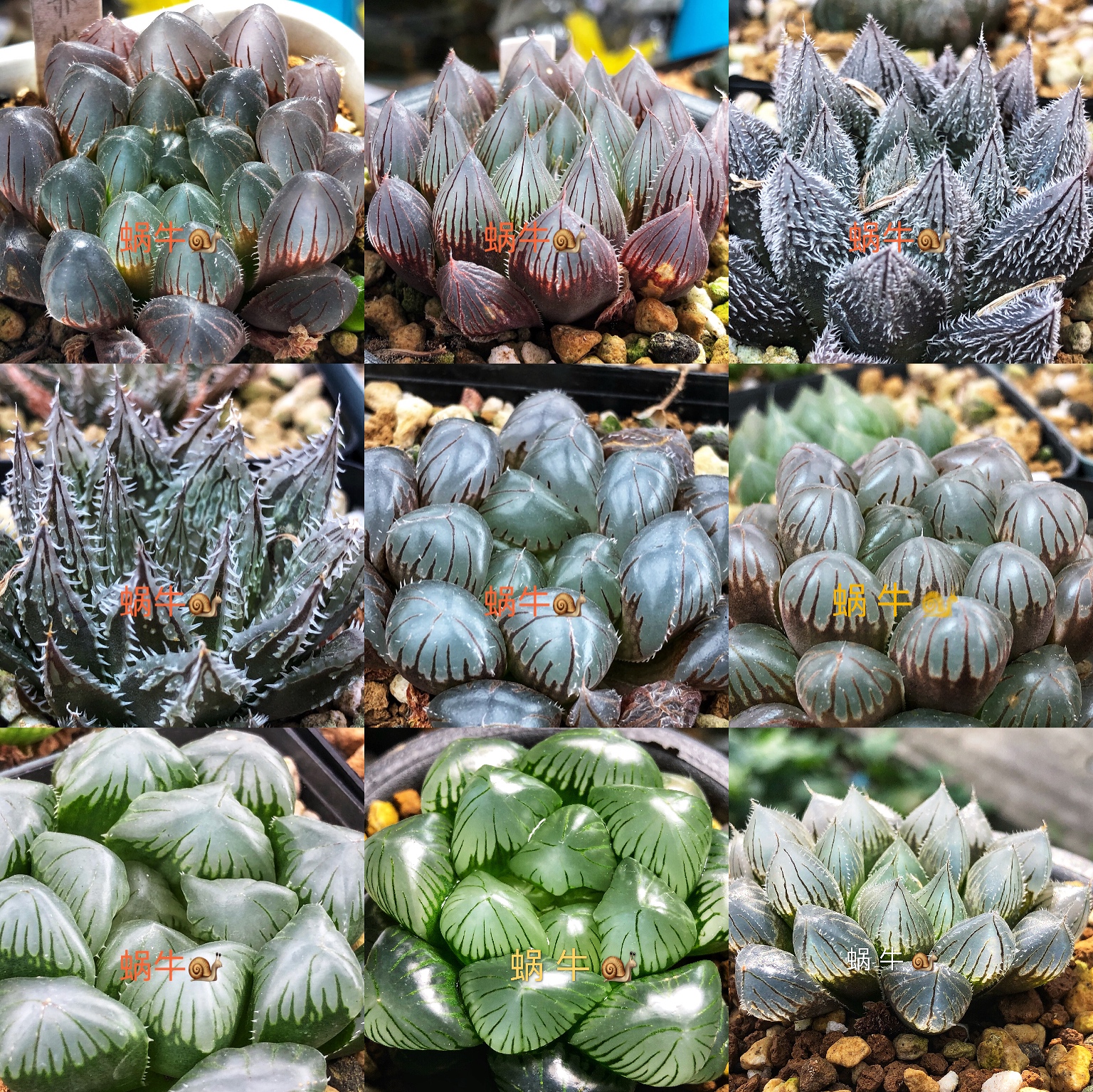 艾格园蜗牛的乐园新鲜混合种子