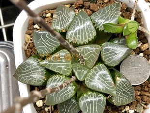 艾格园蜗牛的乐园12卷铭品非组花影电路板克里克特寿叶插苗