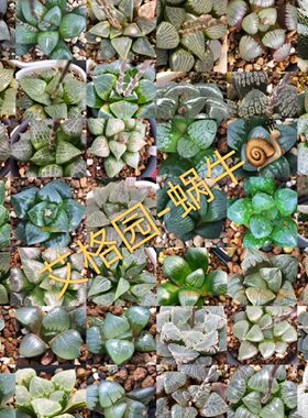 艾格园美观一般春季混合多肉植物