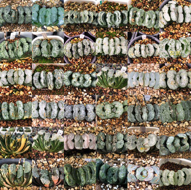 艾格蜗牛乐园采收优选混合玉扇