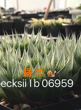 艾格园蜗牛的乐园多肉植物玉露原始针管玉露H.SPECKSII IB06959