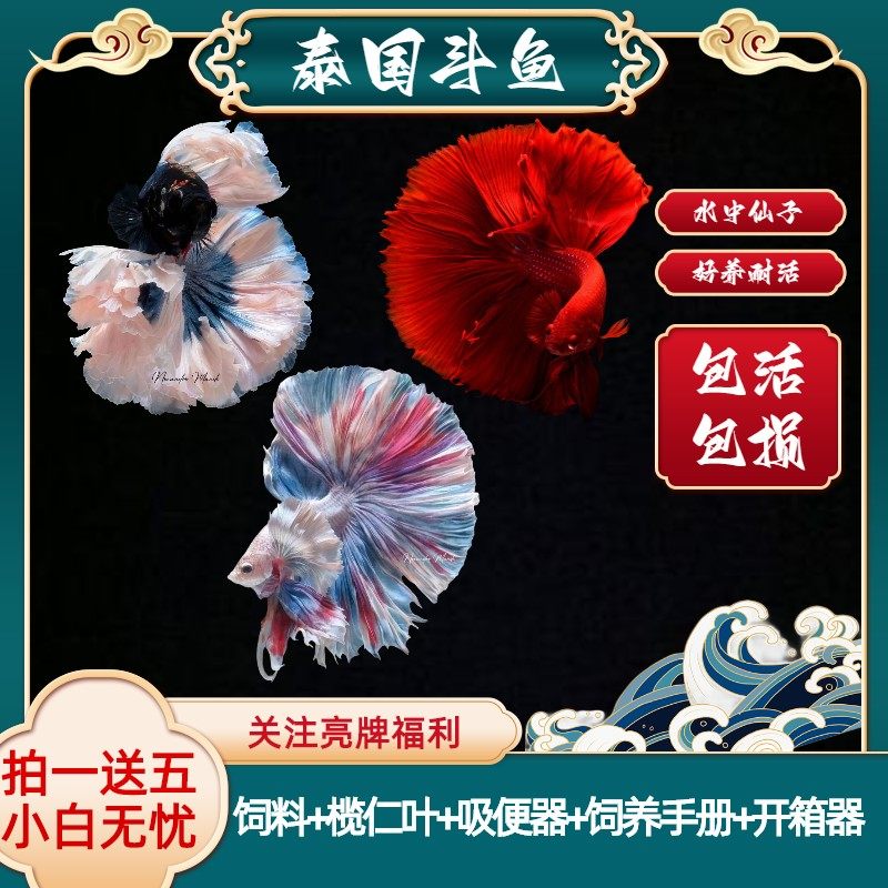 原灵泰国斗鱼观赏鱼狮王半月将军