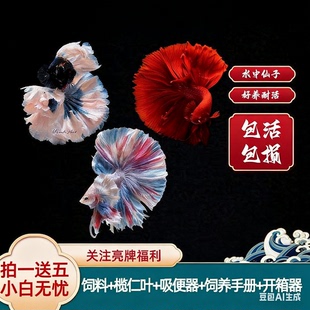 泰国斗鱼小鱼观赏鱼漂亮鱼淡水狮王半月将军热带宠物观赏鱼活体