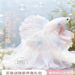 泰国斗鱼小鱼观赏鱼漂亮鱼淡水狮王半月将军热带宠物观赏鱼活体