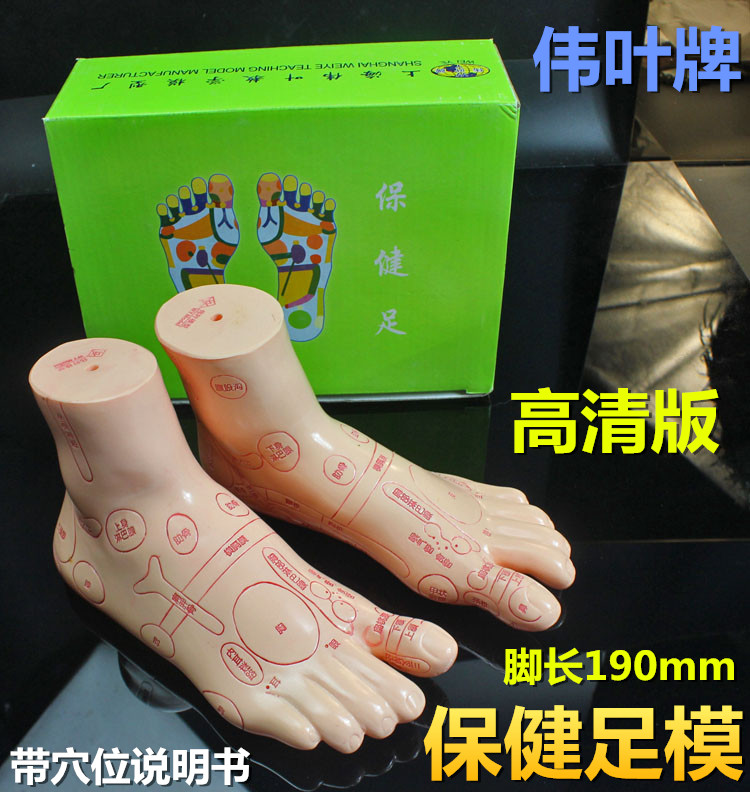 伟叶图解成人医用足疗足部按摩穴位保健足模型条件反射区针灸高清