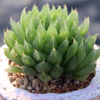 抗寒耐冻绿植琉璃殿水晶掌宝草玉露多肉植物水晶莲十二卷属琉璃莲