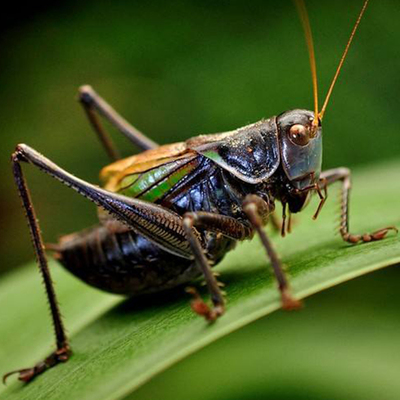 平谷新脱铁蝈蝈黑蝈蝈春蝈蝈精品大翅高端好品相鸣虫活体宠物