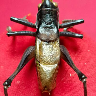 精品高端铁蝈蝈大翅炮筒京东包邮