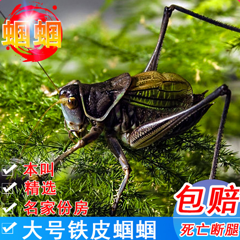 铁皮蝈蝈活虫精品大肚好养易活萌宠鸣虫新脱山青蝈蝈翡翠绿蝈蝈笼,宠物/宠物食品及用品,特色爬宠/鸣虫,淘宝优惠券,粉丝福利购,淘宝优惠卷
