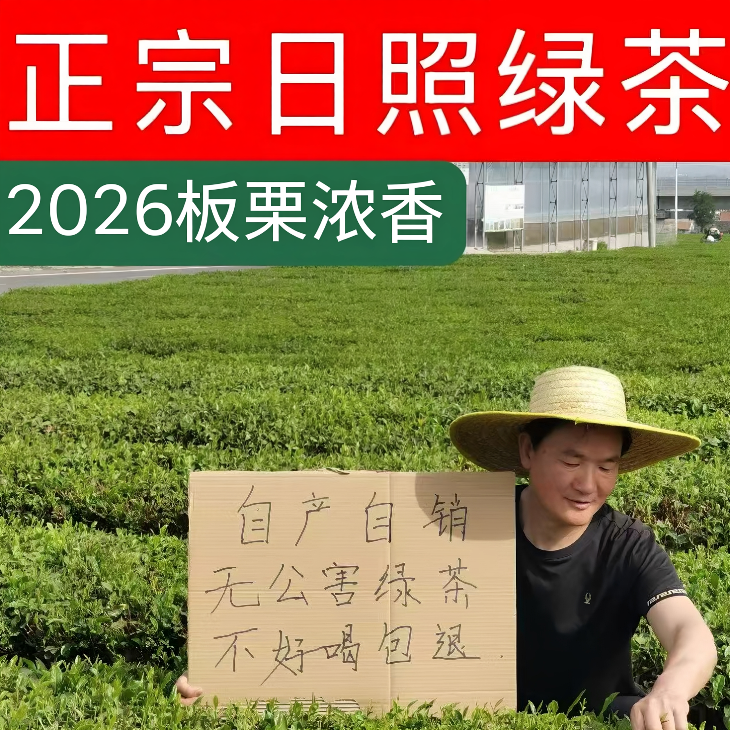 绿茶 日照绿茶2026新茶云雾礼盒装散装板栗香正宗包邮炒青茶叶