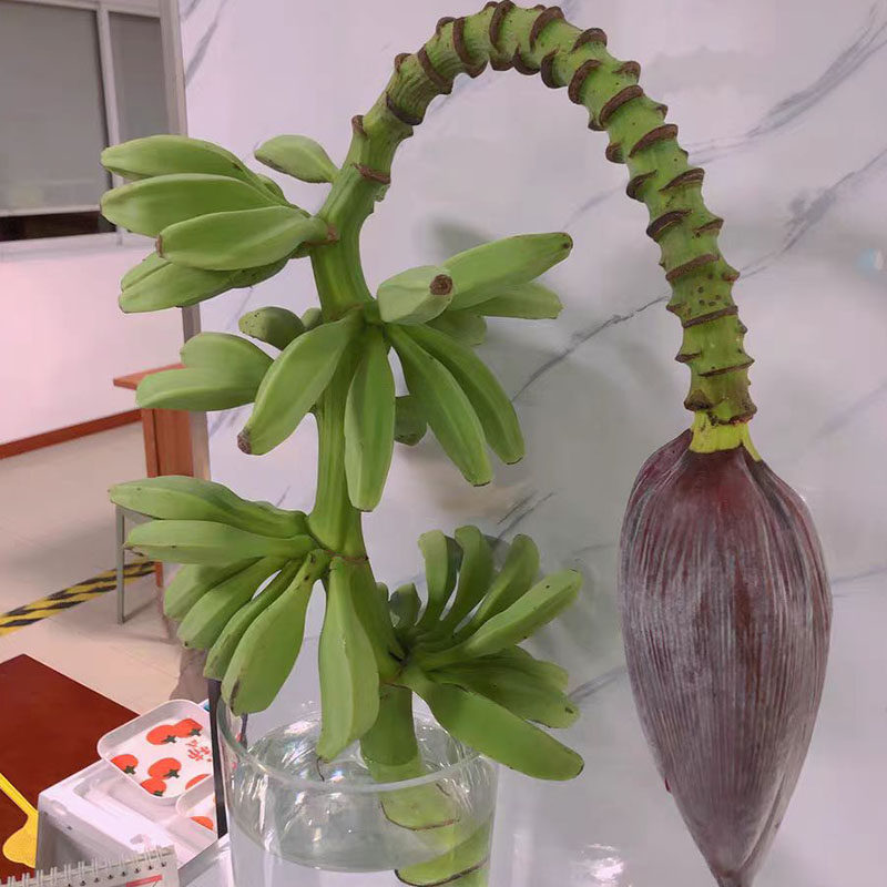 思乡味品芭蕉花带芭蕉